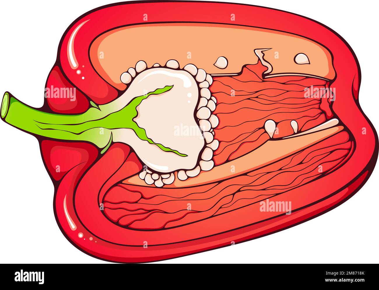 Half bell pepper Stock Vector