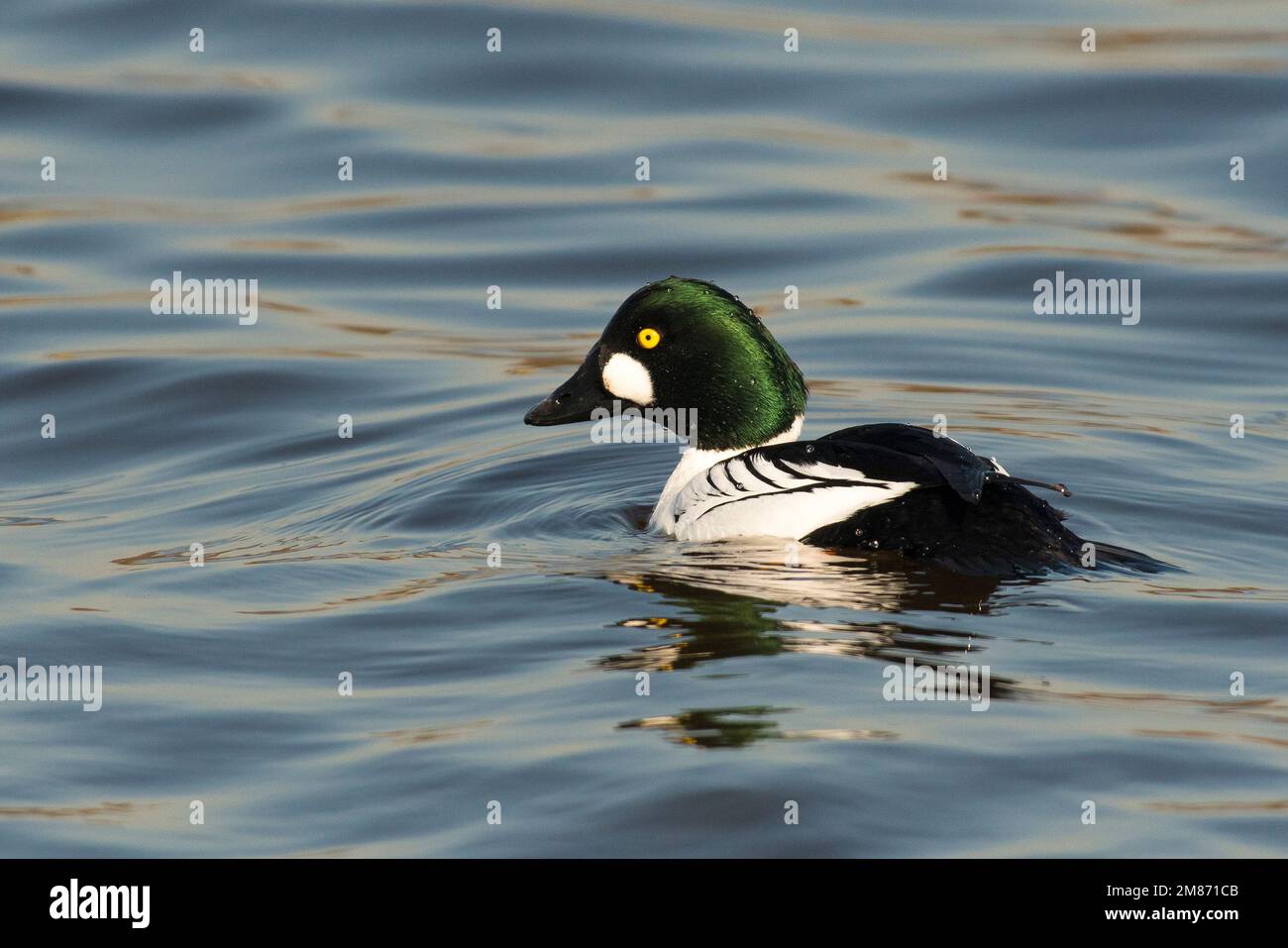 Swimming pool in holland hi-res stock photography and images - Page 2 -  Alamy