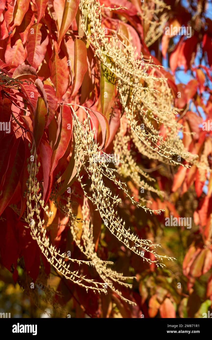 Close up of red fall foliage and flowers of a sourwood or sorrel tree Oxydendron arboreum in Vancouver, BC, Canada Stock Photo