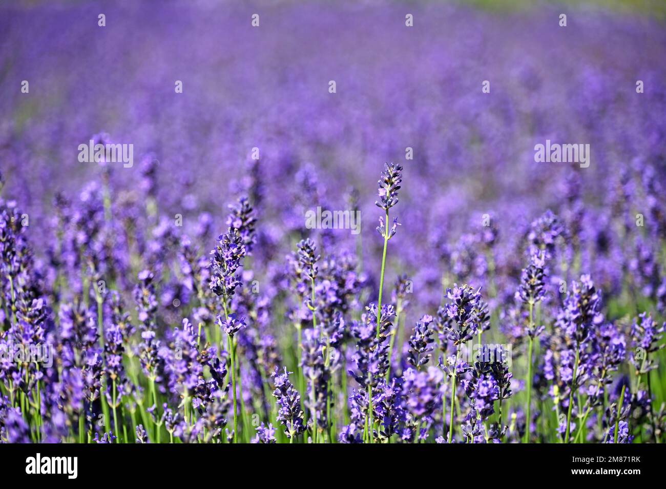 Lavender flowers field spring season nature background Stock Photo - Alamy