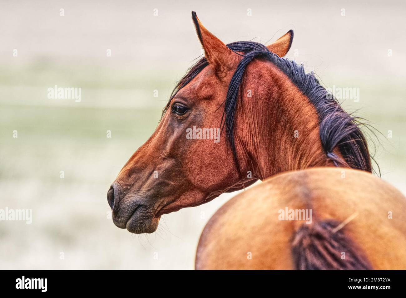 Arabian Karabagh horse Stock Photo