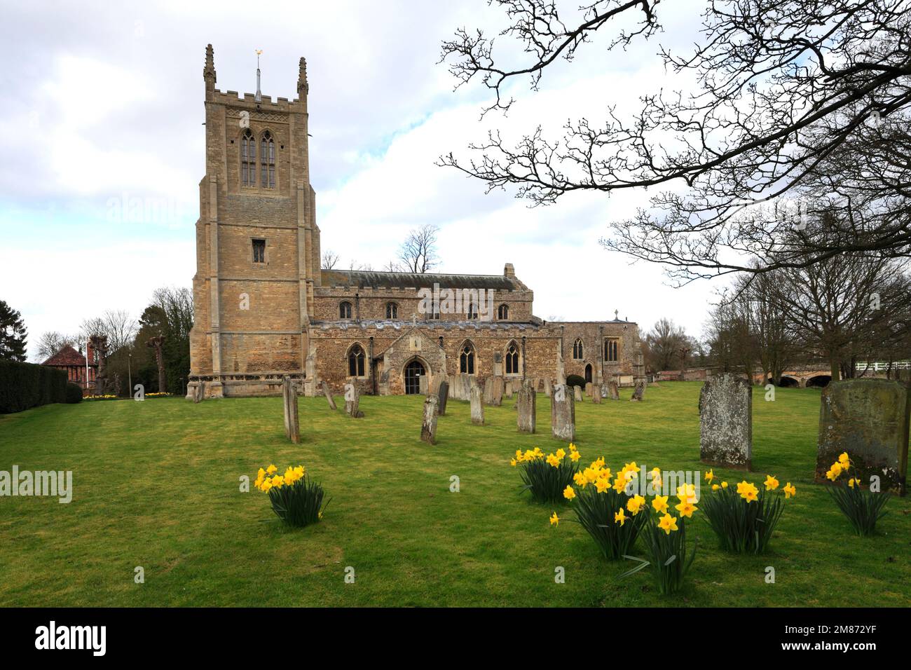Spring daffodil flowers, St Andrews church, Great Staughton village, Cambridgeshire England, UK Stock Photo