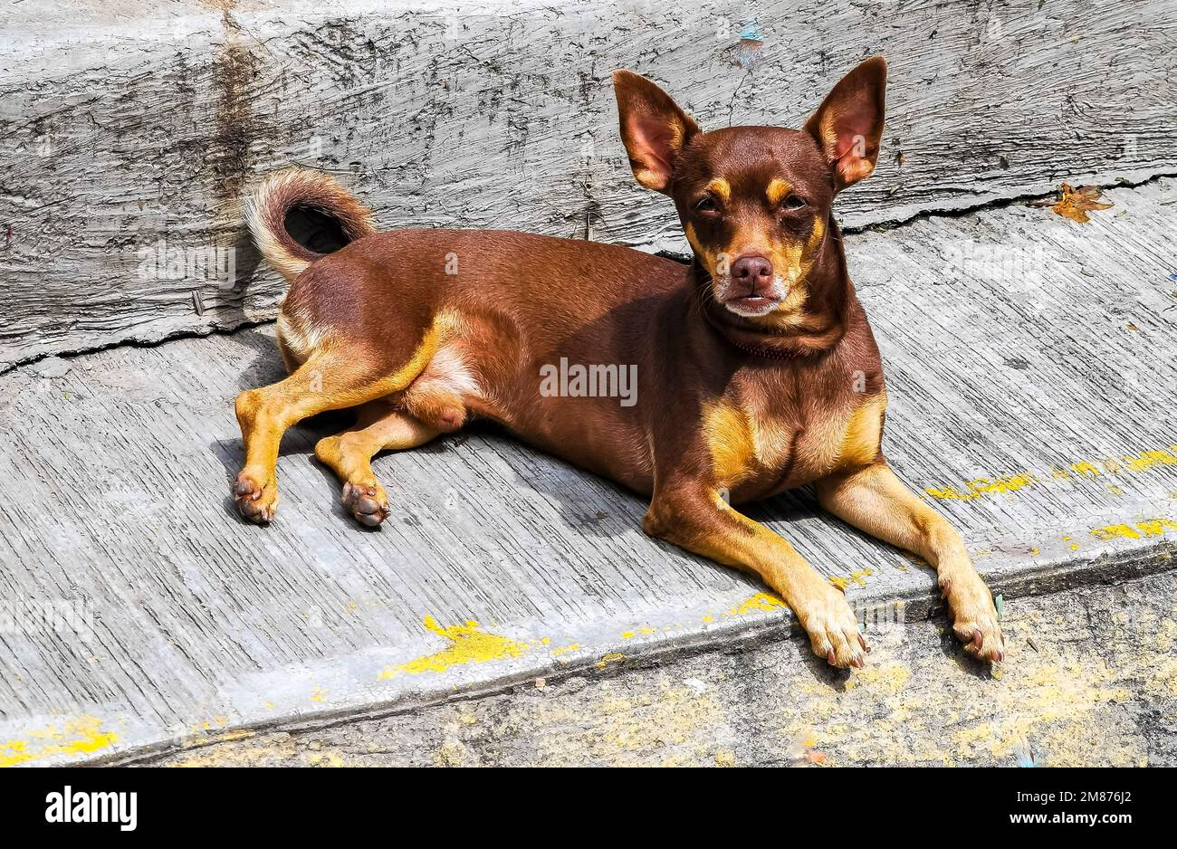 Russian toy cheap chihuahua
