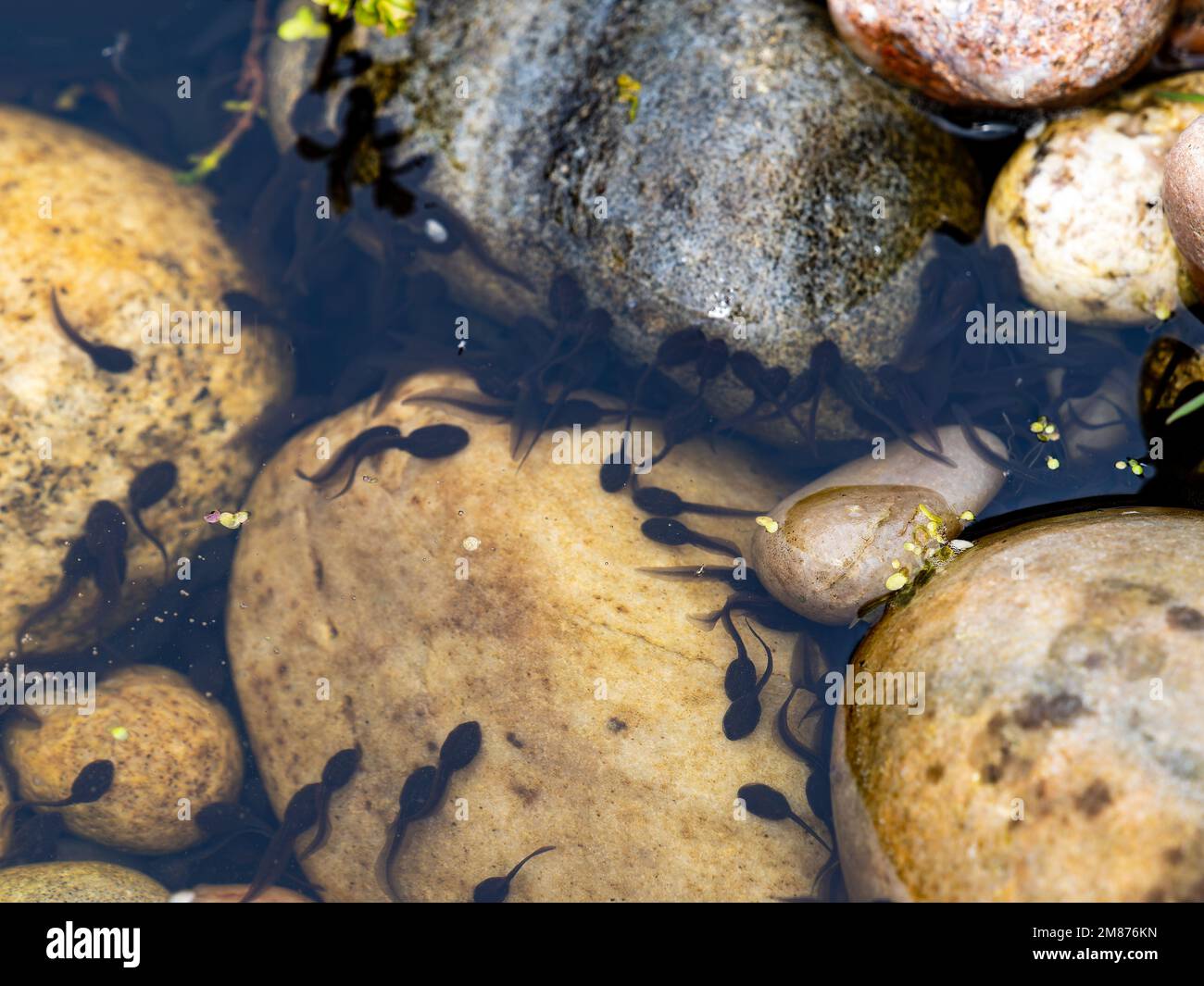 Common Frog Tadpoles in a Pond Stock Photo Alamy