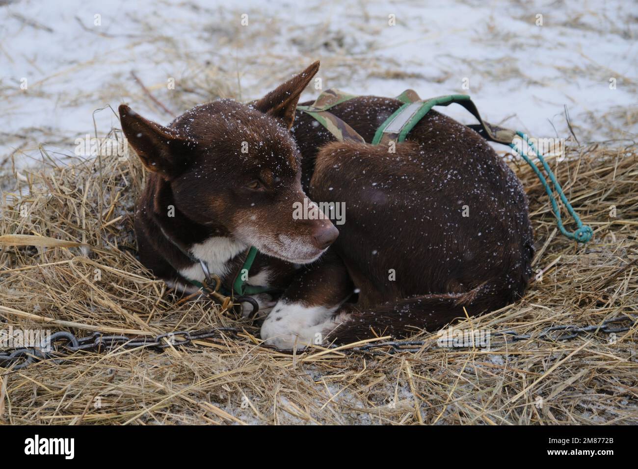 Brown sled dog with gray muzzle Alaskan Husky has curled up and resting