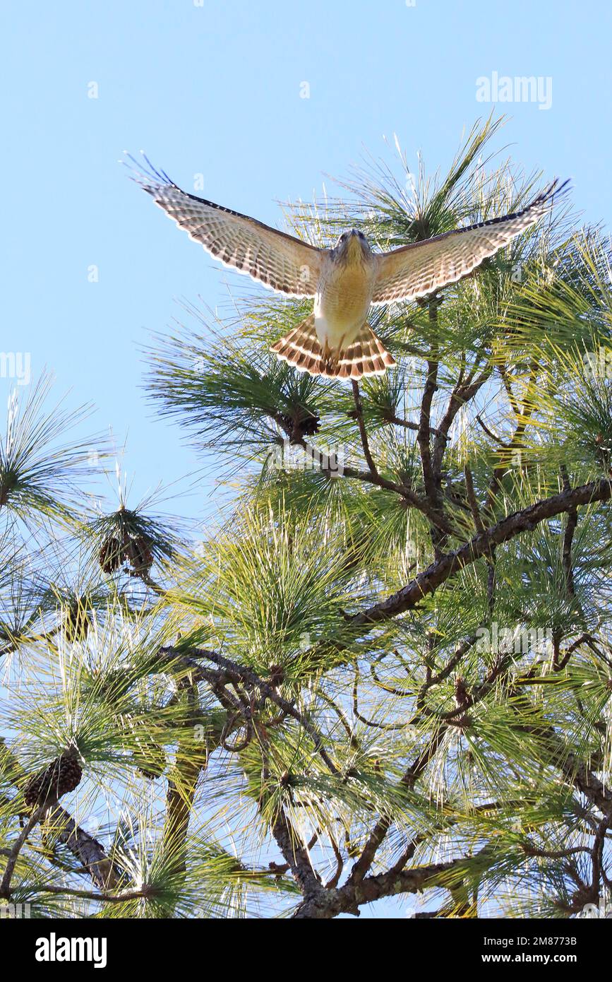 Read-shouldered hawk flying over a pine tree, Florida, USA Stock Photo