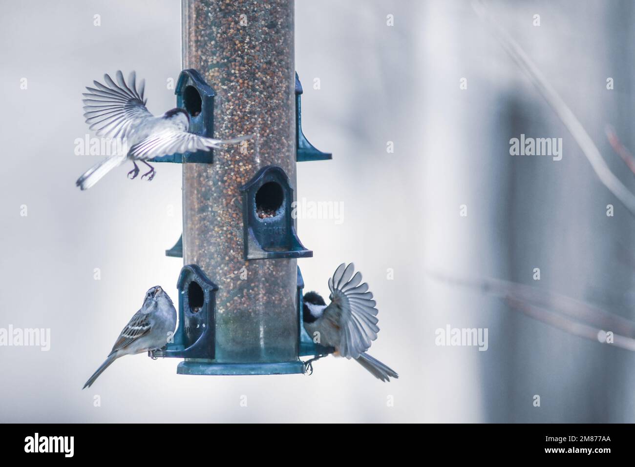 Curated visual reference: Playing Birds Wind Skein Cageville View Reference: A Beautiful View Of Birds Feeding And Playing At The