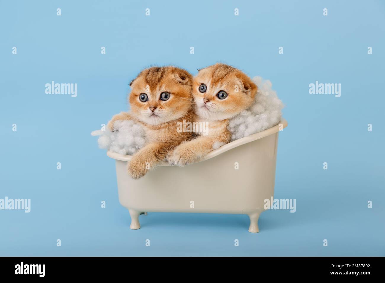 Two funny chinchilla kittens in the bathtub Stock Photo Alamy