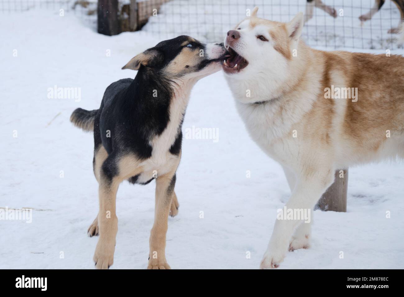 Kennel of northern sled dogs. Red white Siberian husky plays with blue