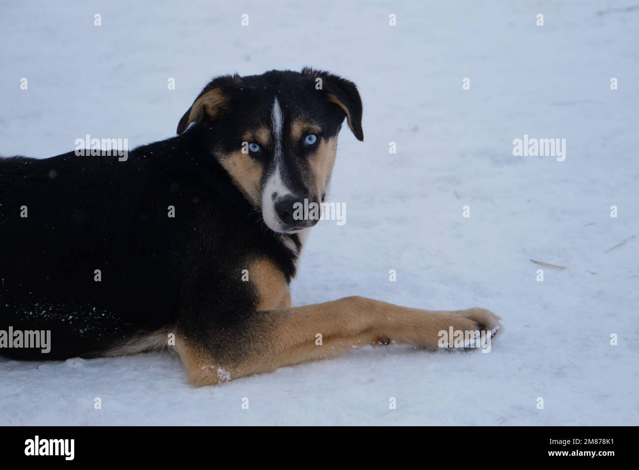 Kennel of northern sled dogs. Charming blueeyed black and red puppy