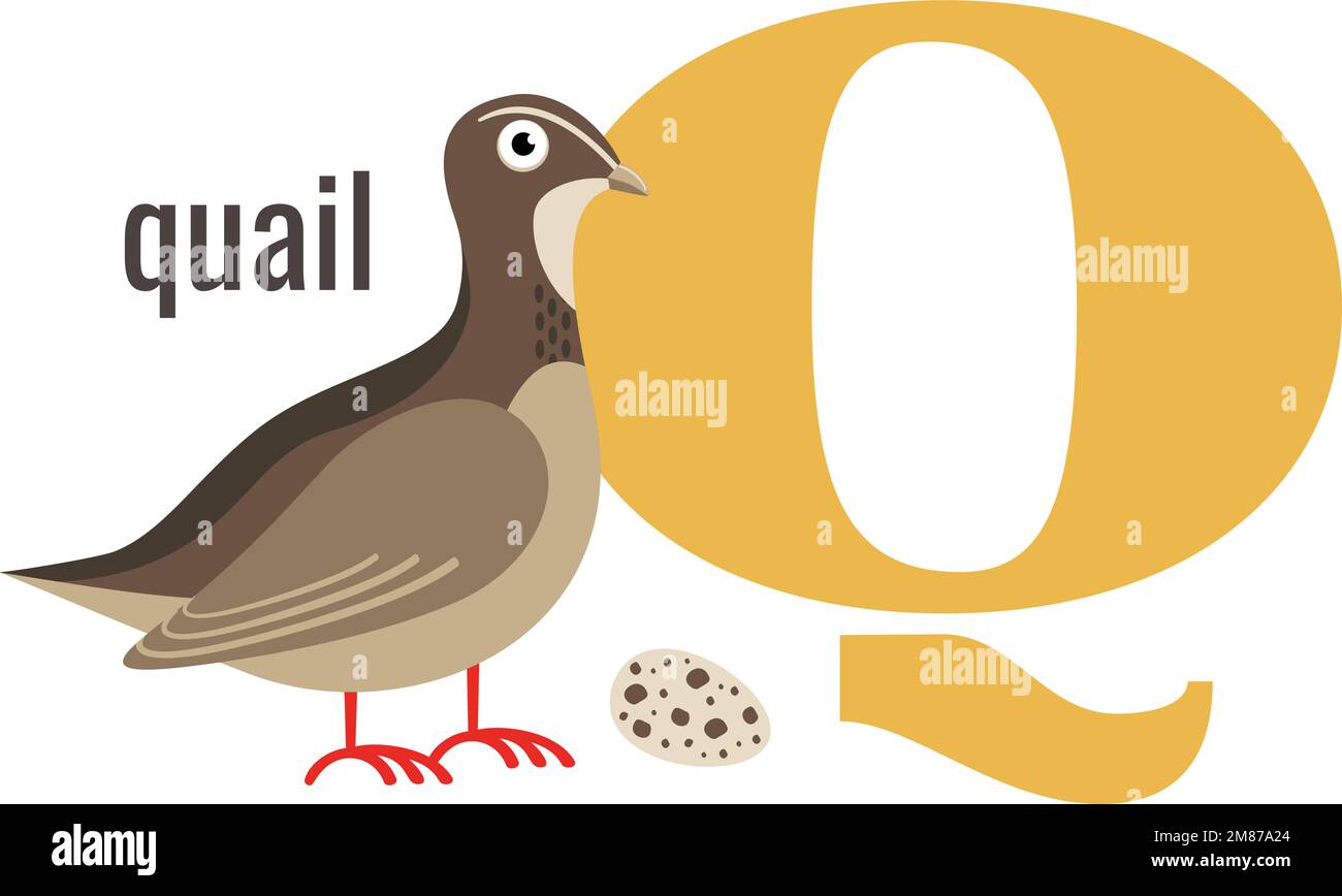 Q word symbol. Alphabet card with cartoon quail Stock Vector Image