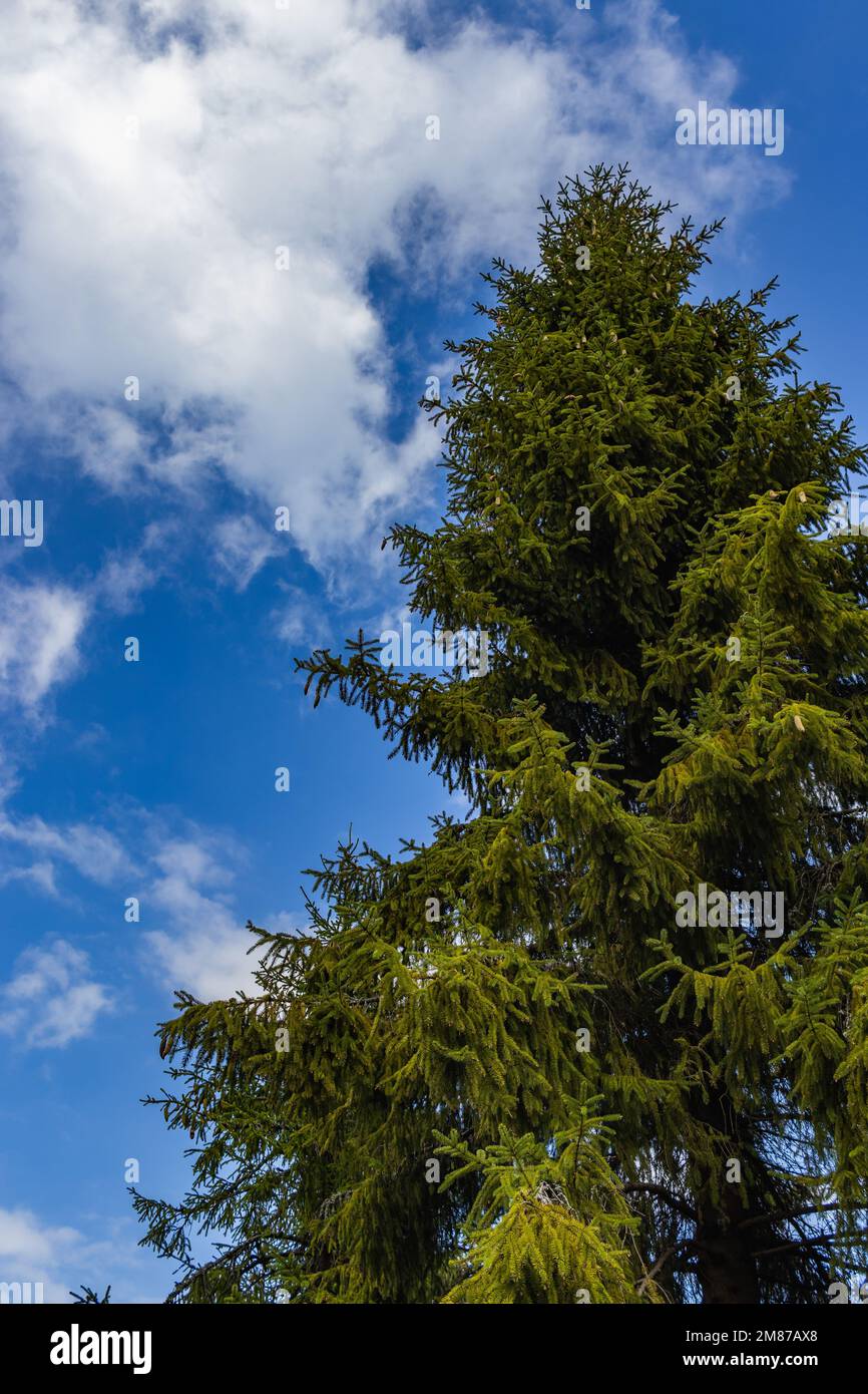 Under a tall tree hi-res stock photography and images - Alamy