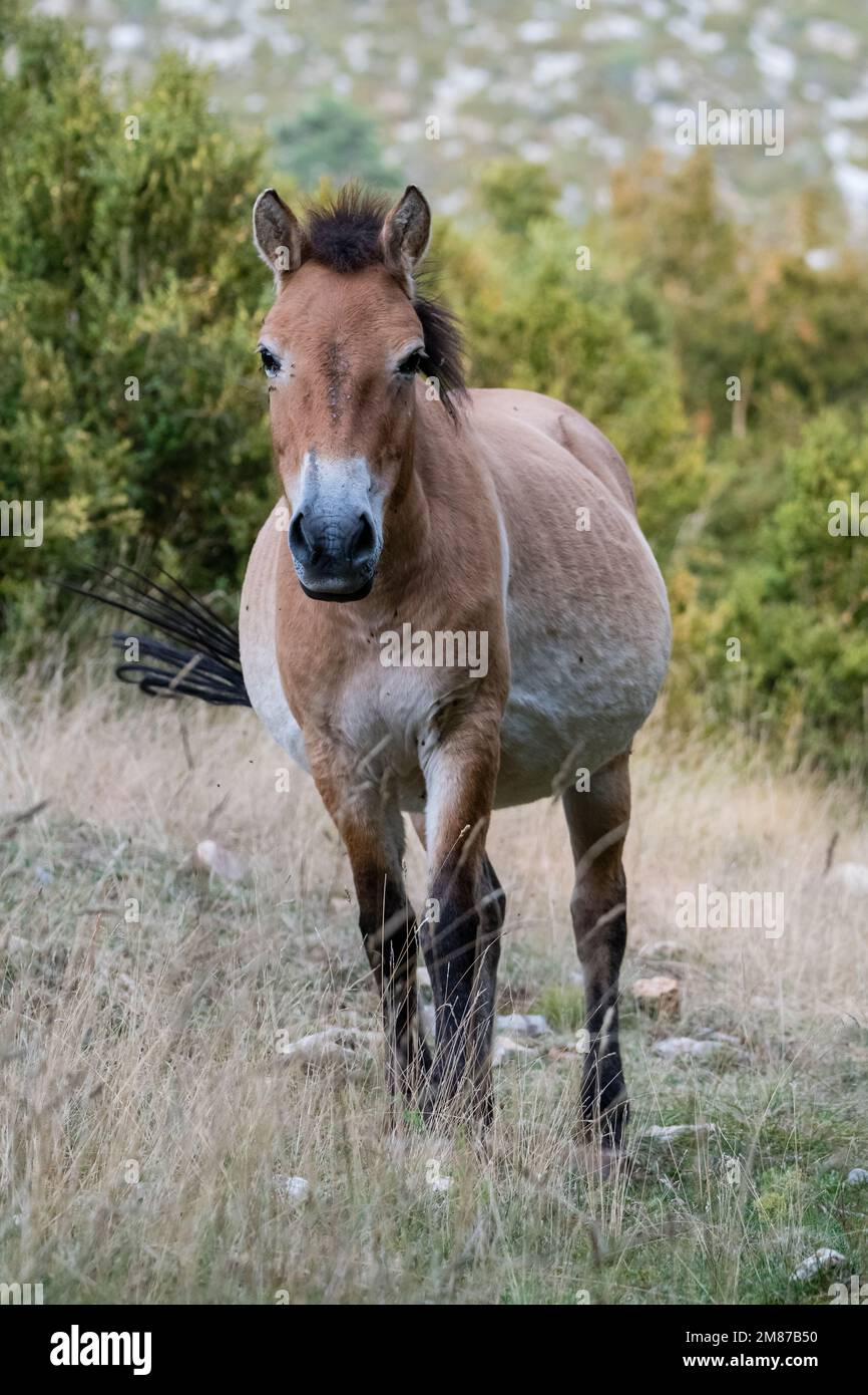 freedom wild horse, Mongolian wild horse, Equus ferus przewalskii. Serra del Boumort, Lleida, Catalonia, Spain Stock Photo