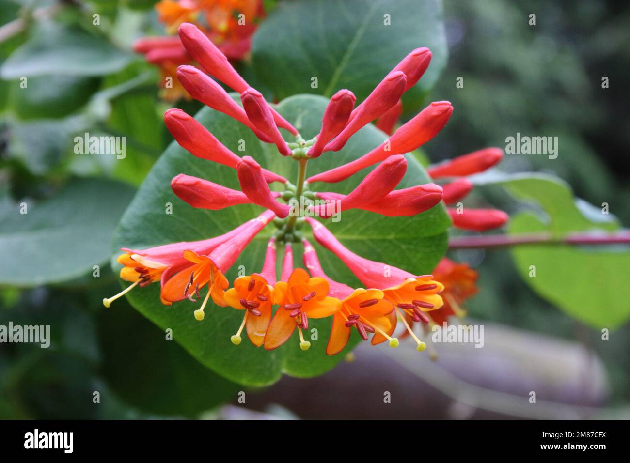 Trumpet Honeysuckle (Lonicera sempervirens Stock Photo Alamy
