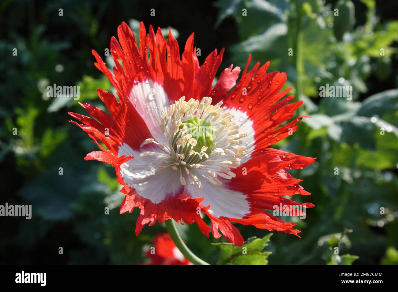 Poppy (Papaver somniferum 'Danish Flag' Stock Photo Alamy
