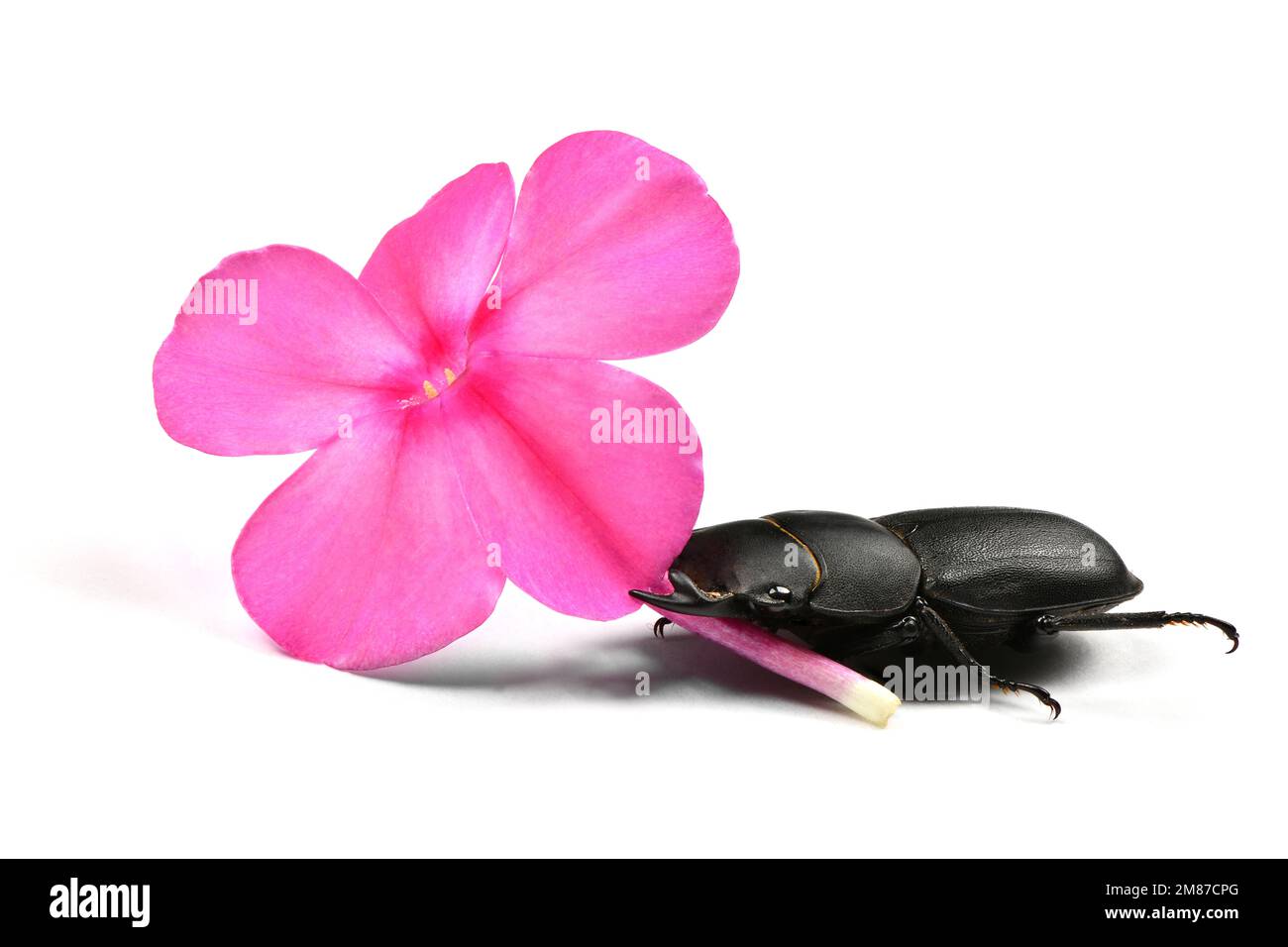 Male lesser stag beetle, Dorcus parallelipipedus hold violet flower of phlox in jaw on white background. High resolution photo. Full depth of field. Stock Photo