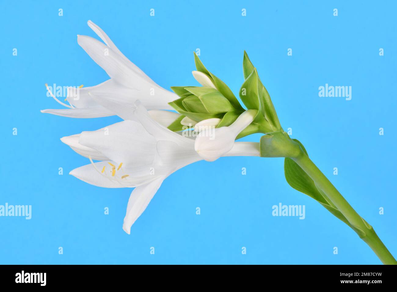 Hosta plantaginea (Plantain Lily) isolated on blue background. High resolution photo. Full depth of field. Stock Photo