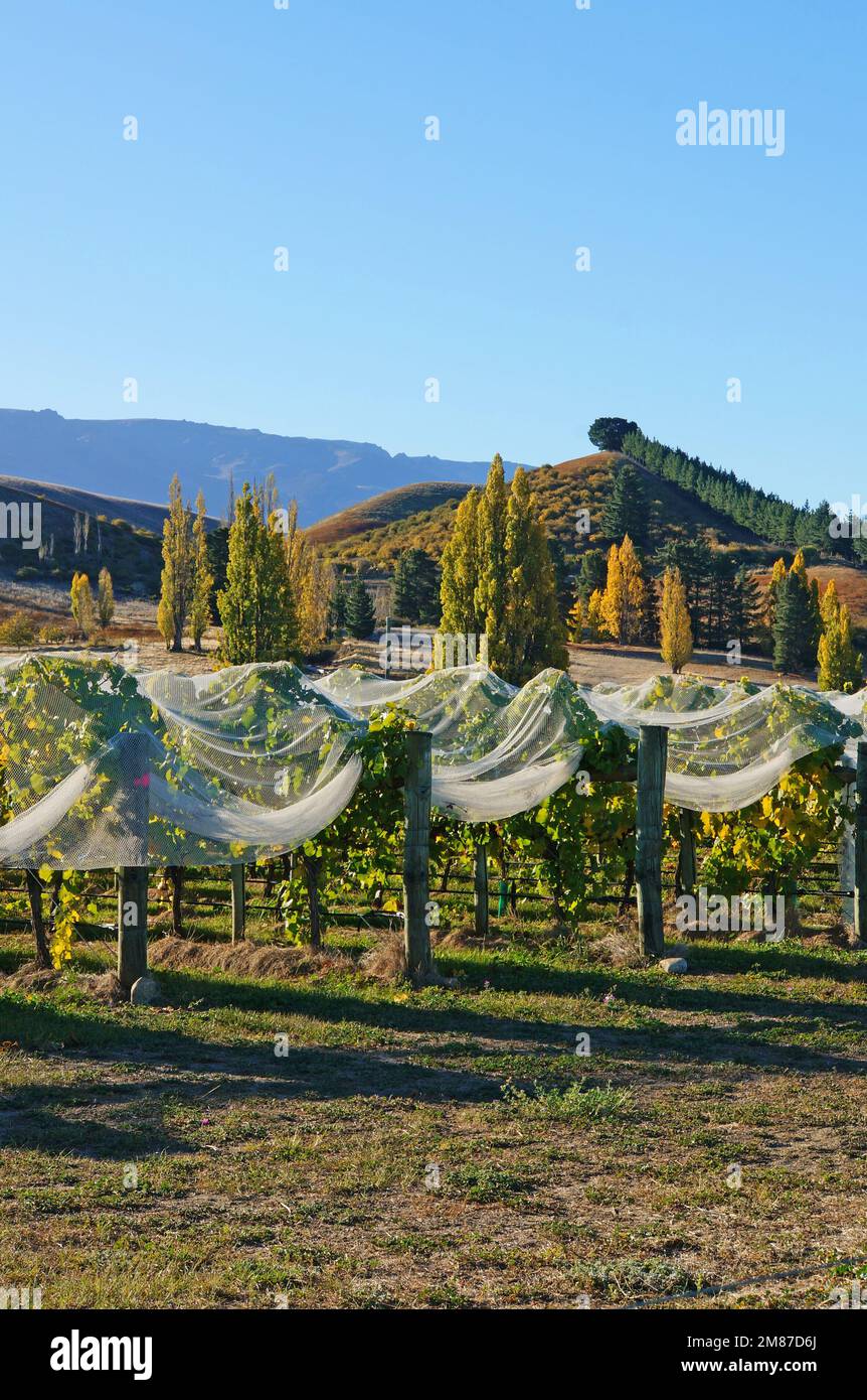 Grapevines under frost netting on a sunny Autumn afternoon in Cromwell, Central Otago, Piza range in the background. Stock Photo