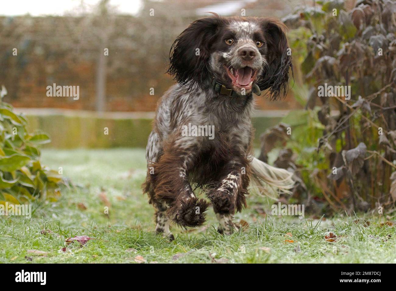 Cocker spaniel with happy expression Stock Photo