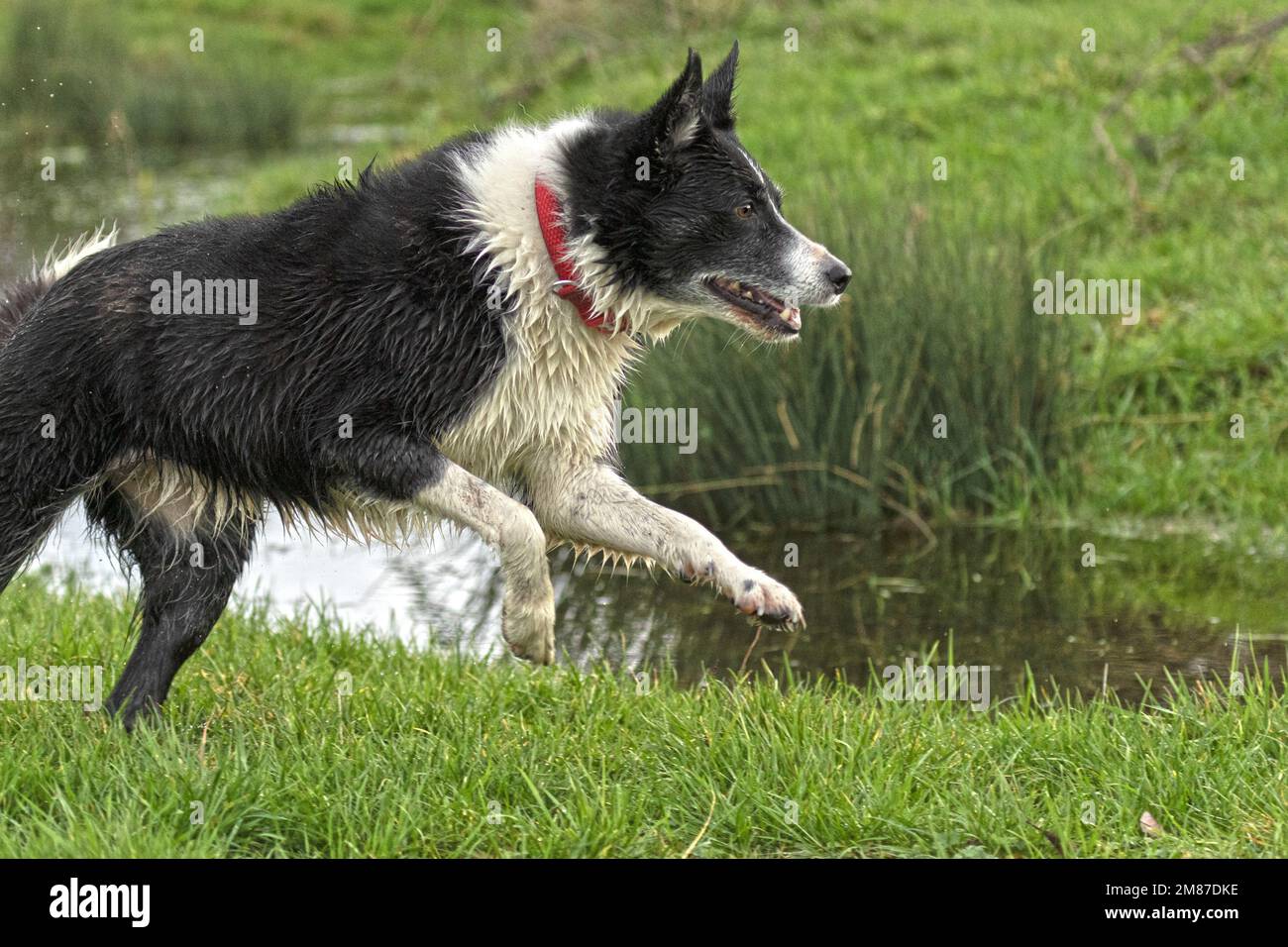 Black and white border collie running Stock Photo - Alamy