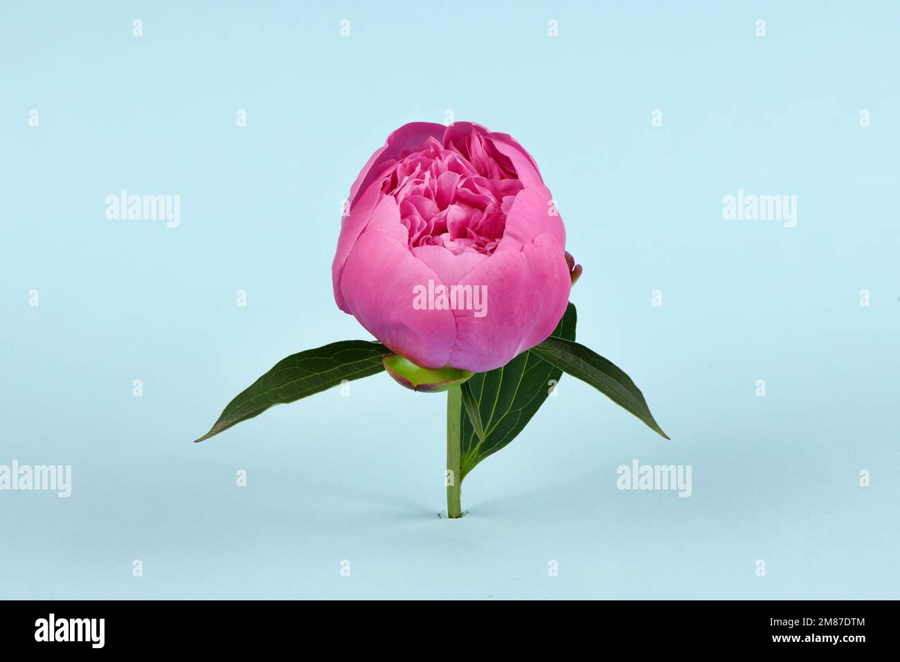 Pion isolated on blue background. Pink gentle soft peony flower. Stylish flowers for St. Valentine's Day and March 8. High resolution photo. Full dept Stock Photo