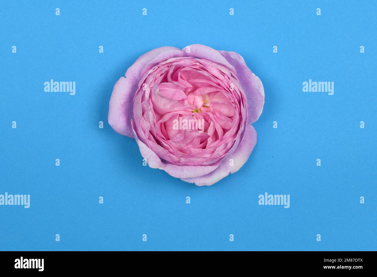 Pion isolated on blue background. Pink gentle soft peony flower. Stylish flowers for St. Valentine's Day and March 8. High resolution photo. Full dept Stock Photo