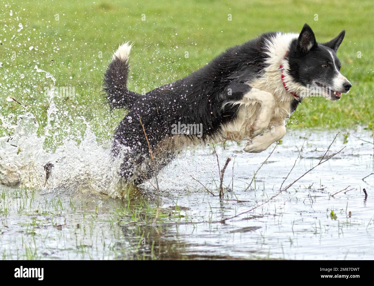 Border collie sale water