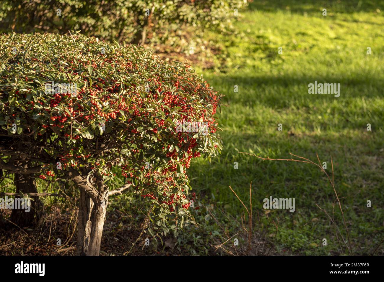 Hedges with red berries, trees and grass between cobbled paths in an ...