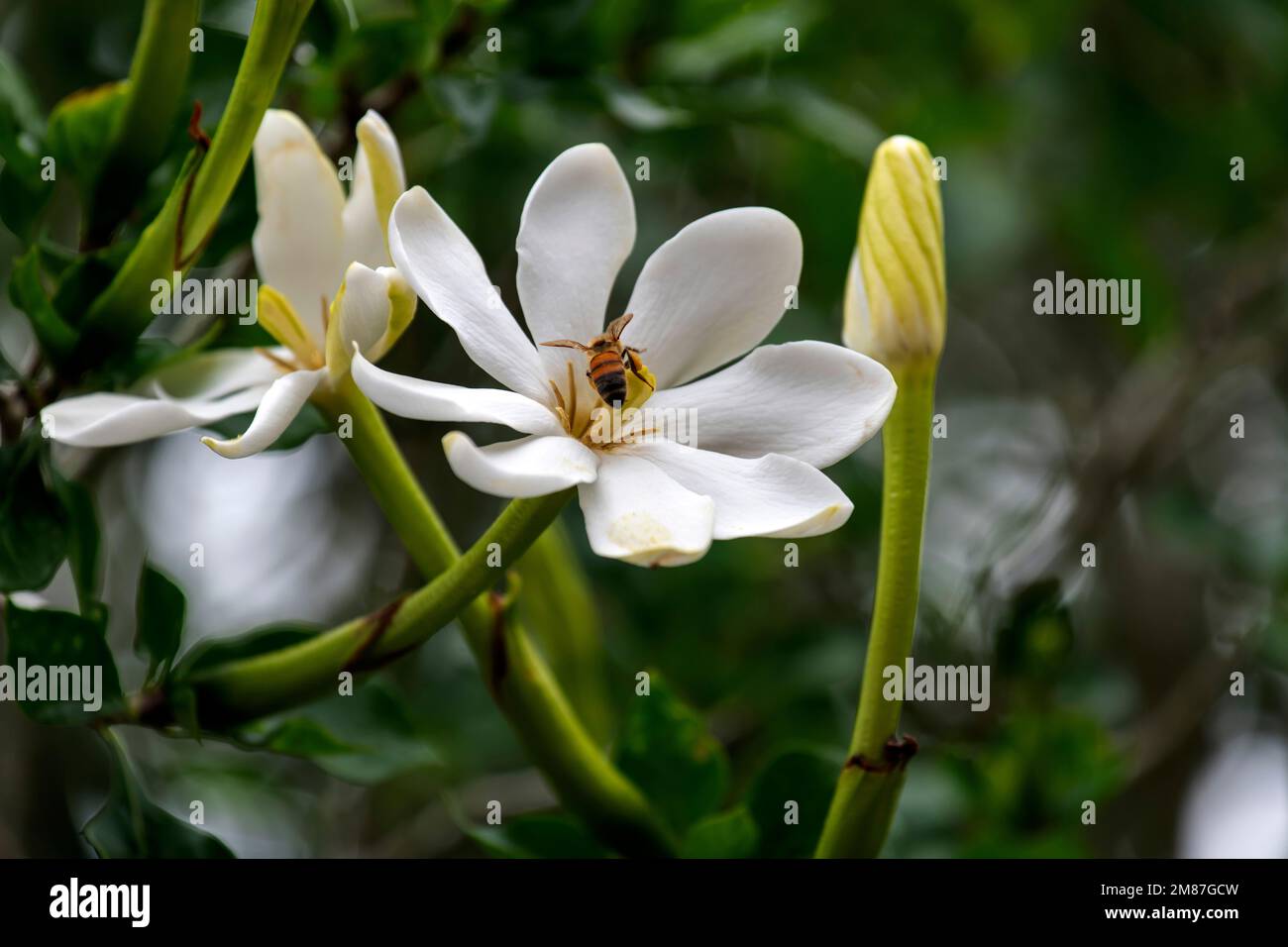 Bee sitting on a White Gardenia flower at a backyard in Sydney, New South Wales, Australia (Photo by Tara Chand Malhotra) Stock Photo