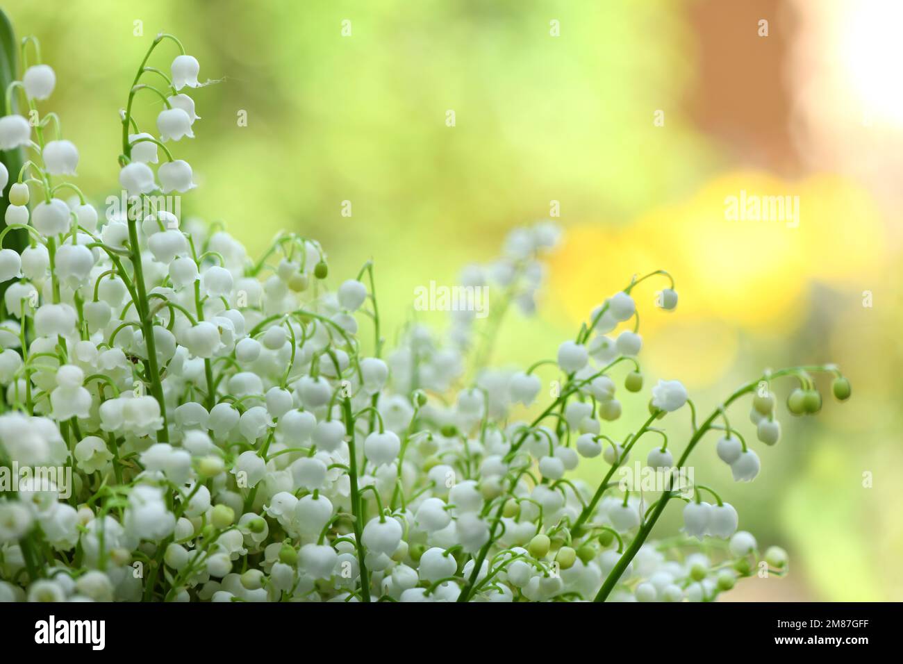 Lily of the valley flowers. Natural background with blooming lilies of ...