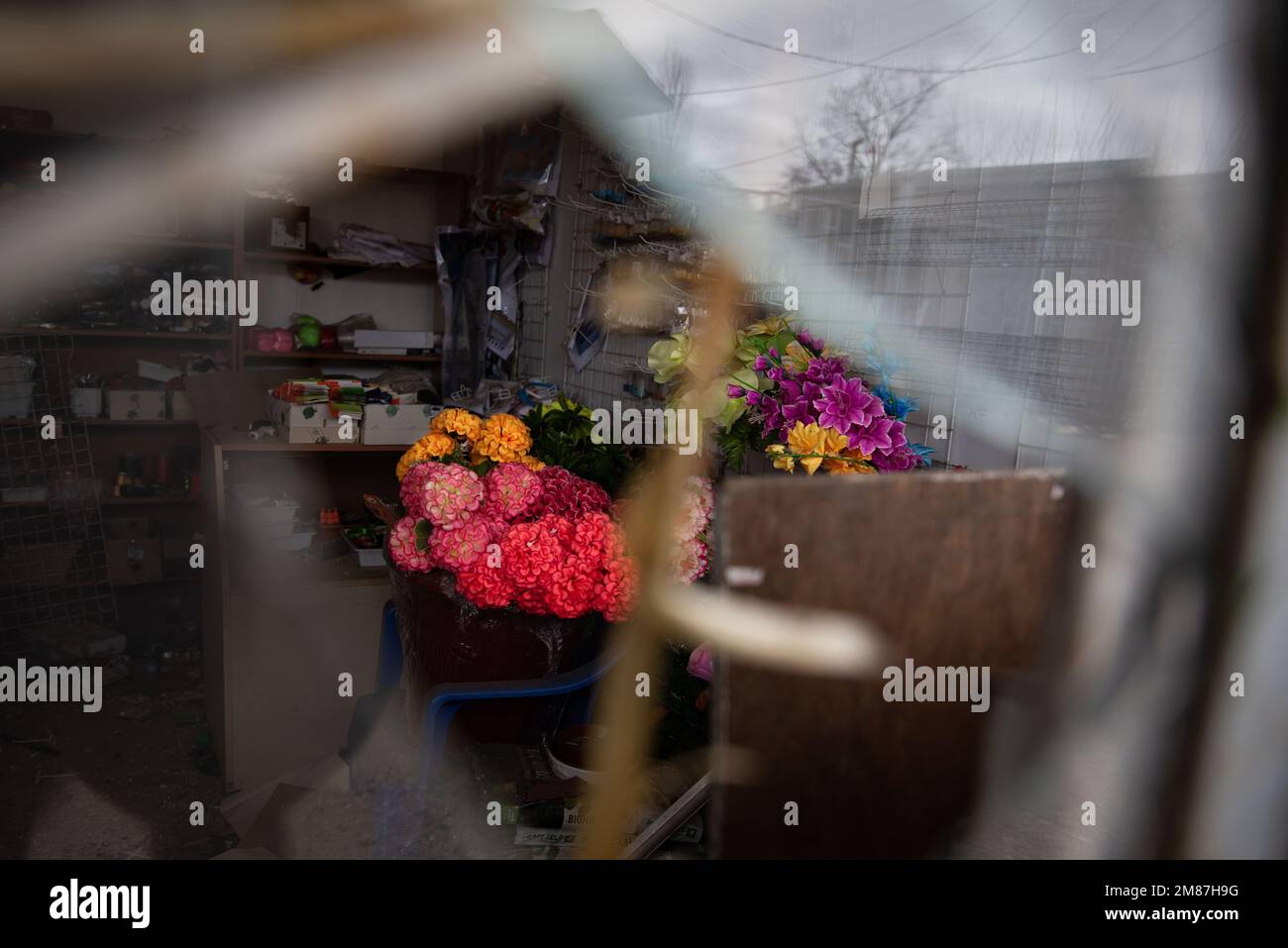 Pervomaiske, Ukraine. 12th Jan, 2023. A colourful flower rambo resists