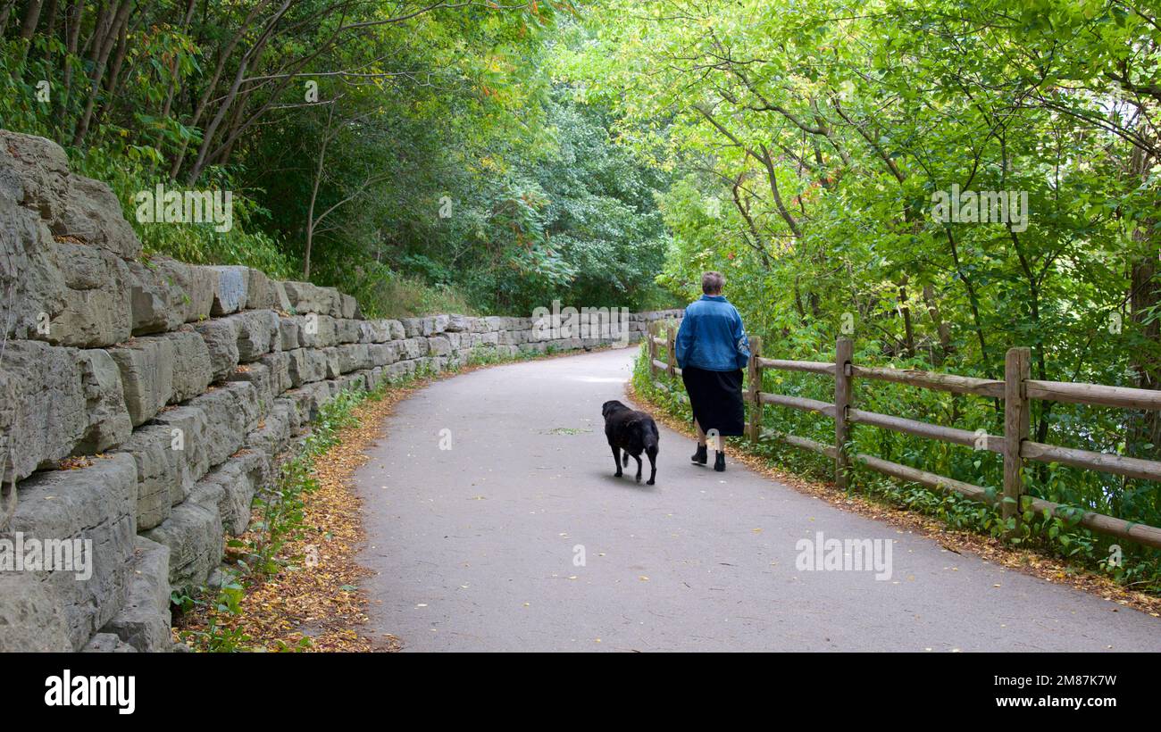 Senior adult dog walking in the public park Stock Photo