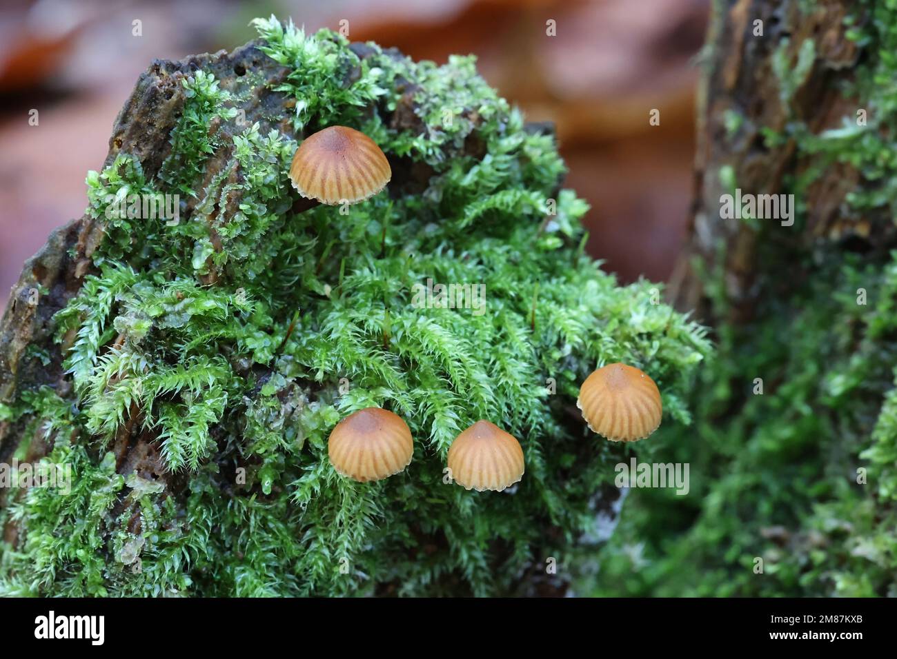 Galerina triscopa, little brown  mushroom from Finland, no common English name Stock Photo