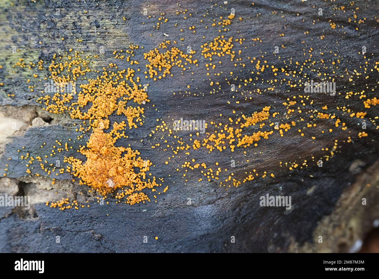 Nectria peziza, known as the yellow spot, wild fungus from Finland Stock Photo