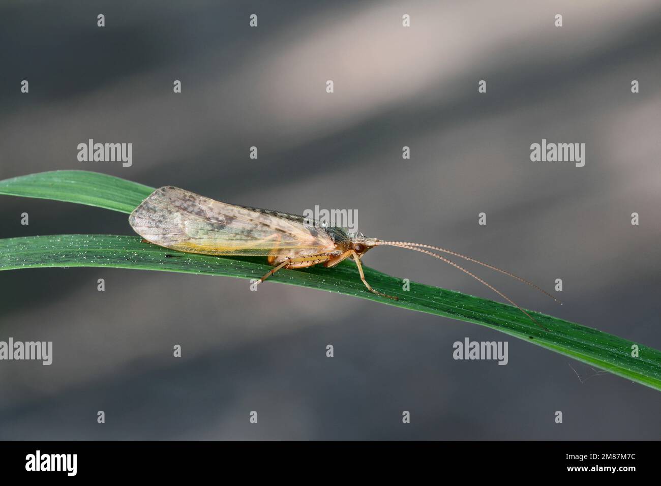 Caddisfly resting on a grass blade Stock Photo