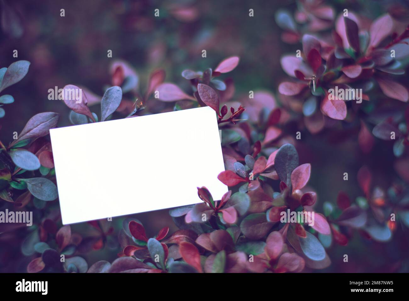 White blank paper card mock up on red-leaved barberry Stock Photo