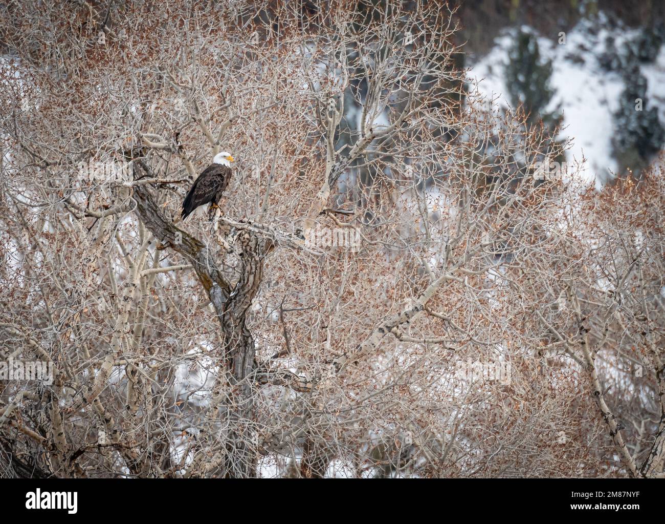 Bald Eagle in Montana Stock Photo Alamy