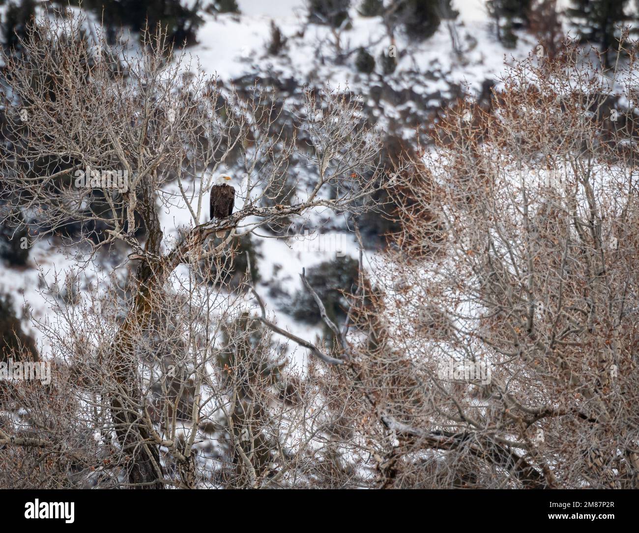 Bald Eagle in Montana Stock Photo Alamy