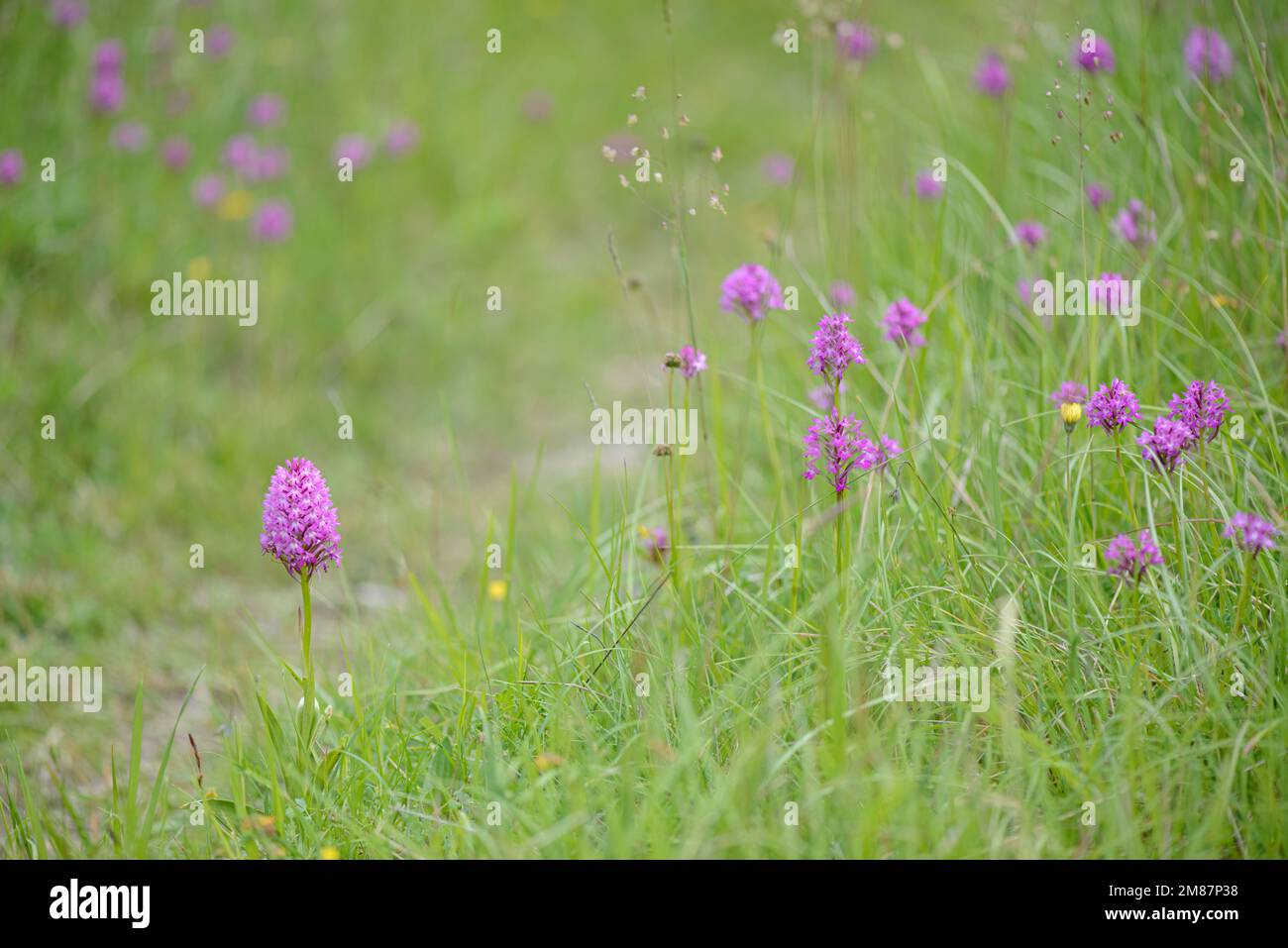 Pyramidal orchids Anacamptis pyramidalis flowering in grass meadow in Spring. Charente-Maritime, south west France Stock Photo