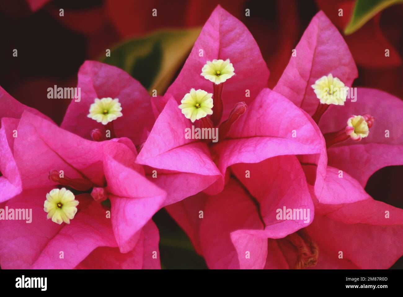 Bright pink flowers close up. Blossom pink flowers. Stock Photo
