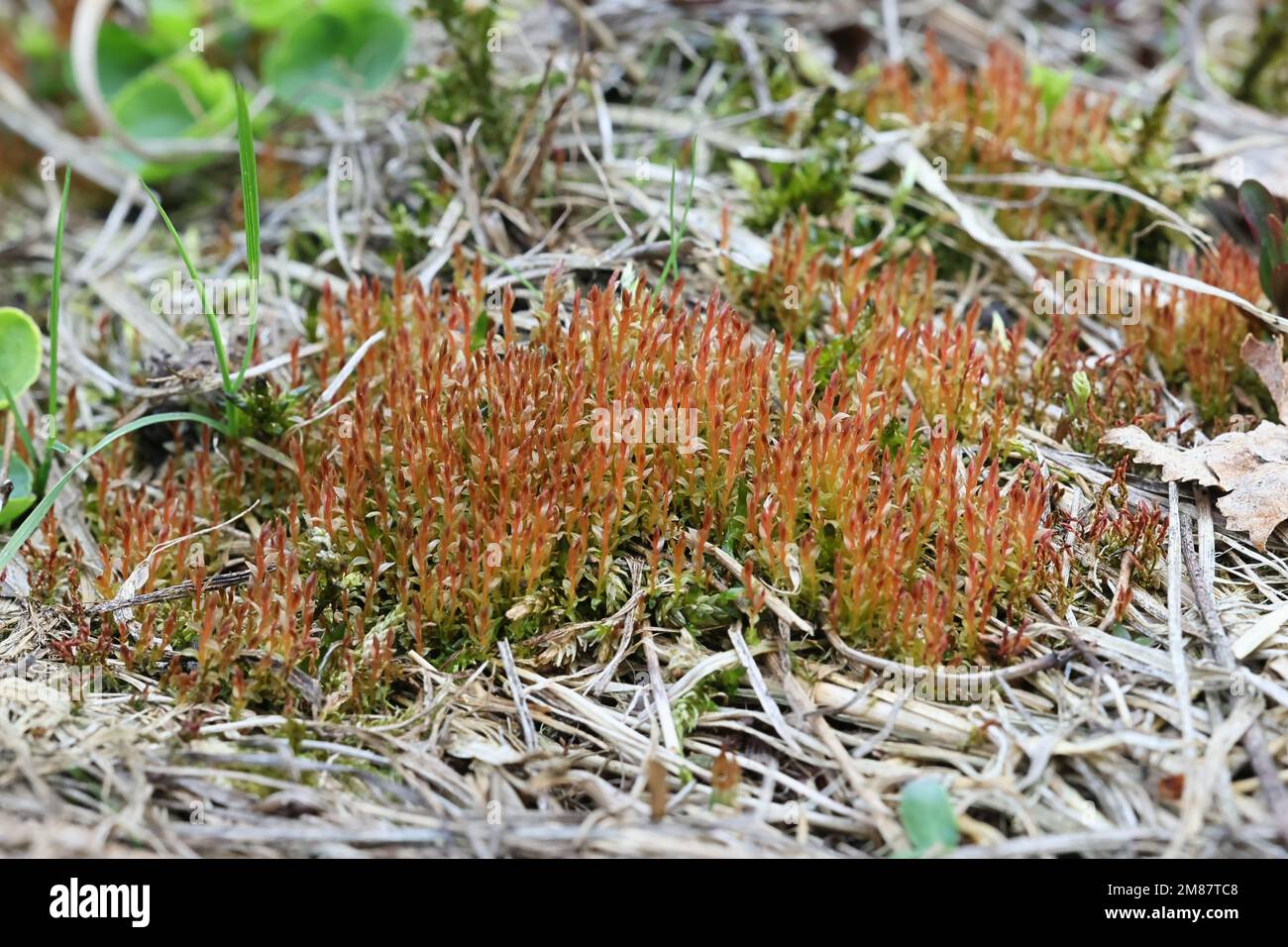Ptychostomum weigelii, a moss from Finland, no common English name Stock Photo