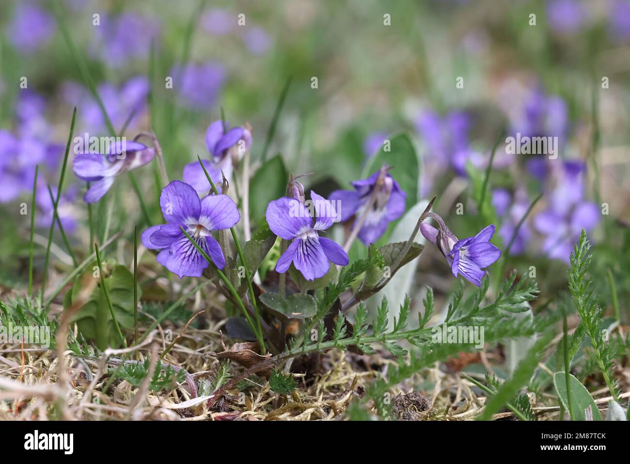 Viola rupestris, commonly known as teesdale violet, wild spring flower from Finland Stock Photo
