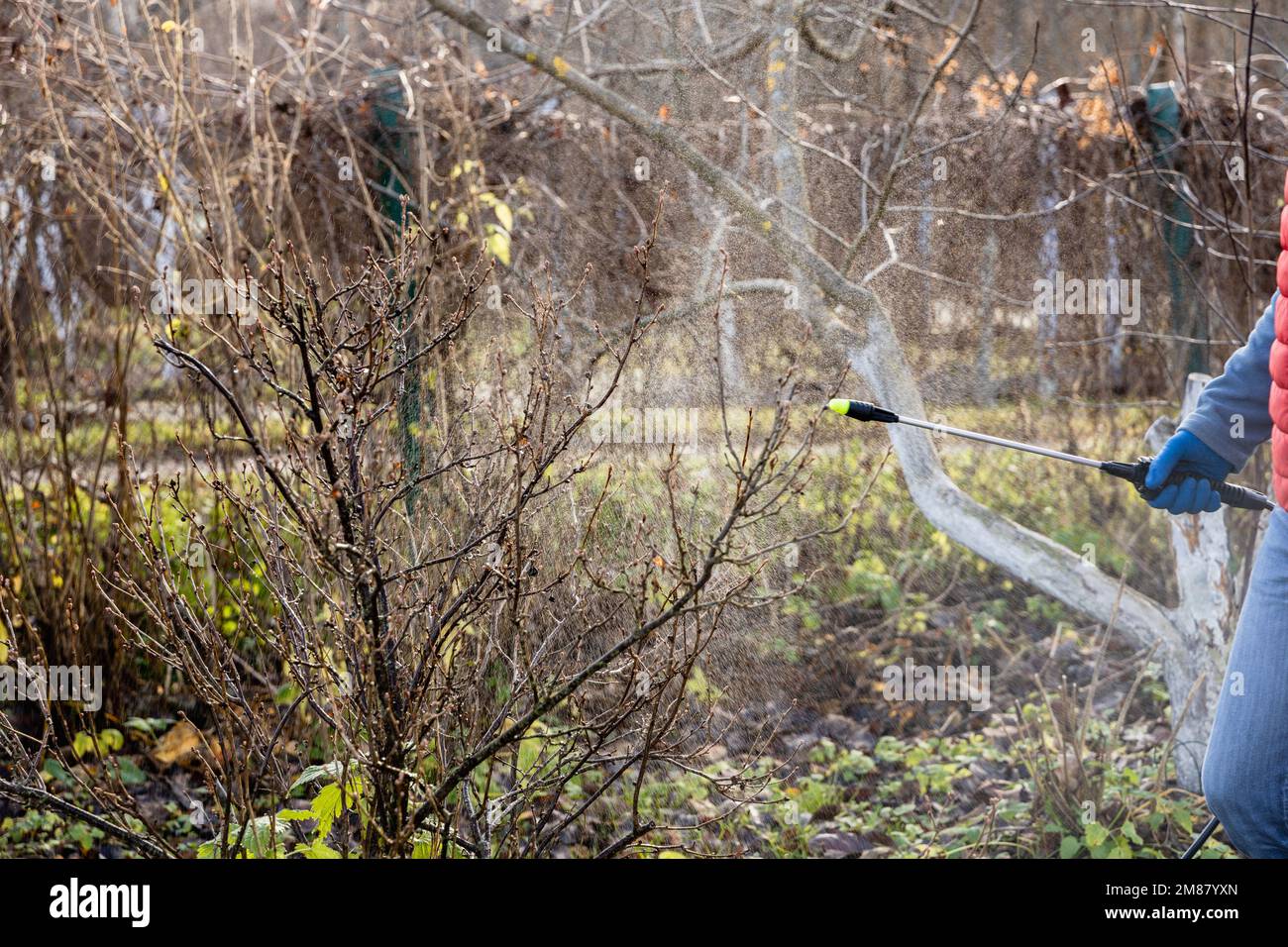 A man sprays fruit trees with chemicals against pests and diseases