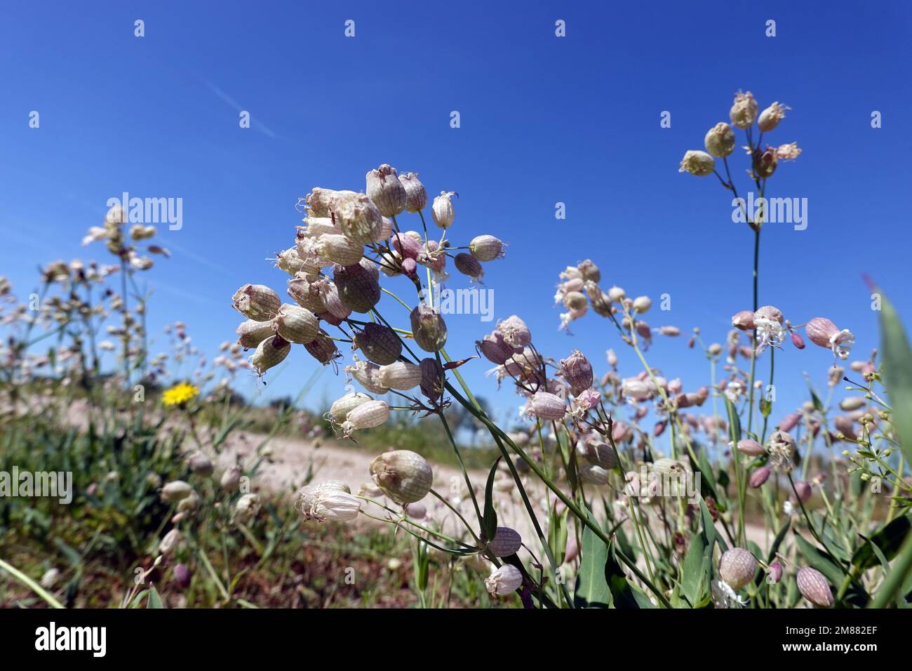 Taubenkropf-Leimkraut (Silene vulgaris)  an einem Feldweg Stock Photo