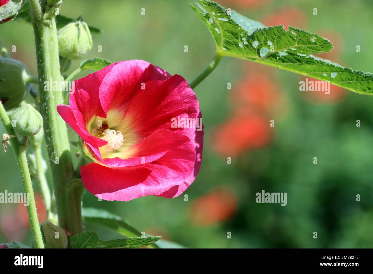 Zierpflanze bauerngarten hires stock photography and images Alamy