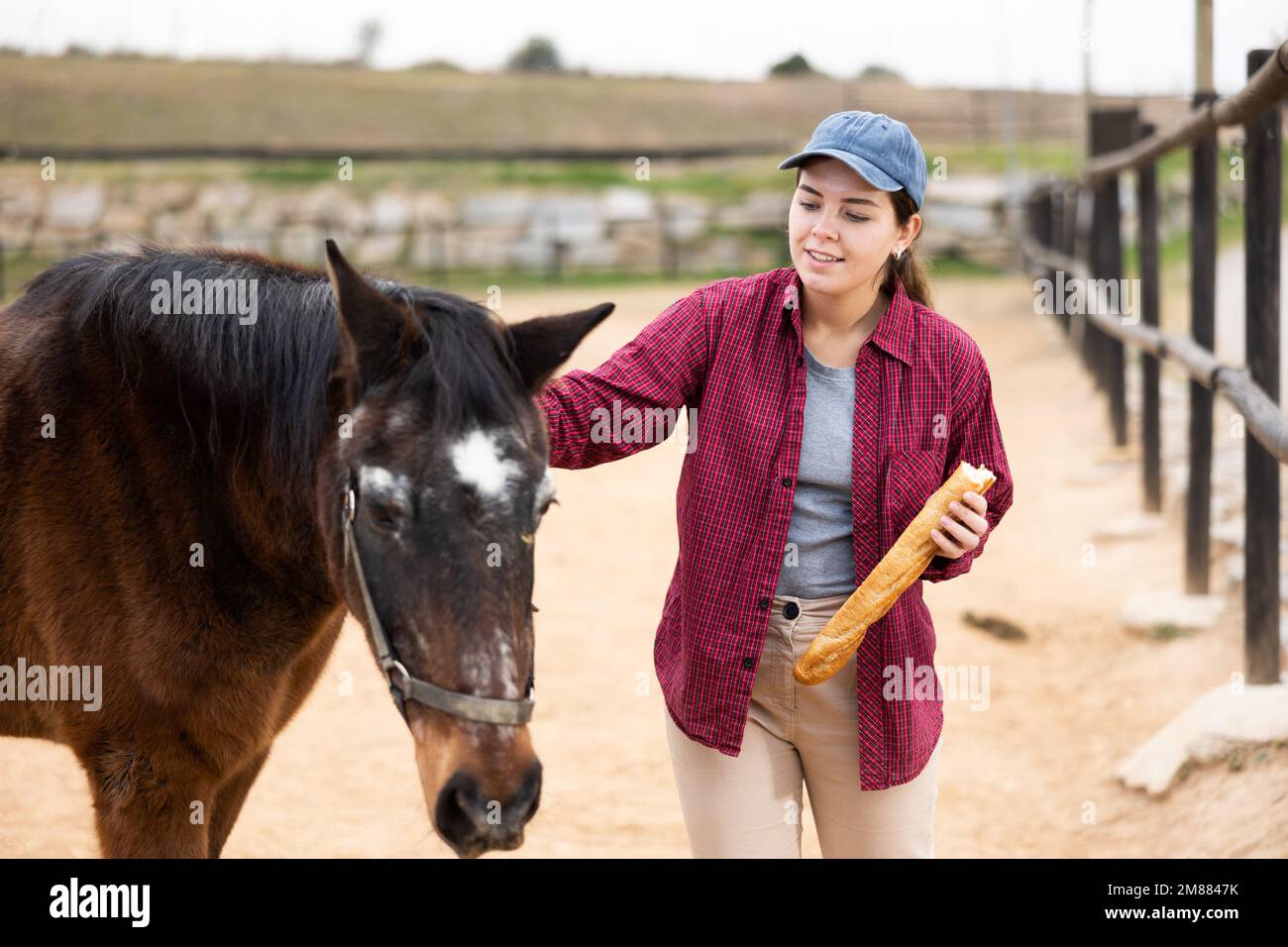 Woman taking care of horses in farm Stock Photo Alamy