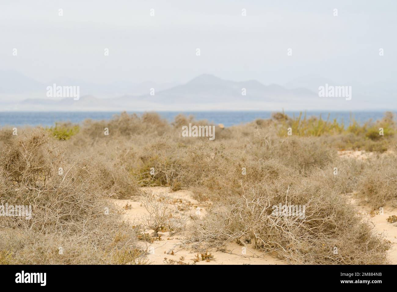 Dune of La Francesa beach, with the volcanoes of Calñeta de Famara in the background Stock Photo