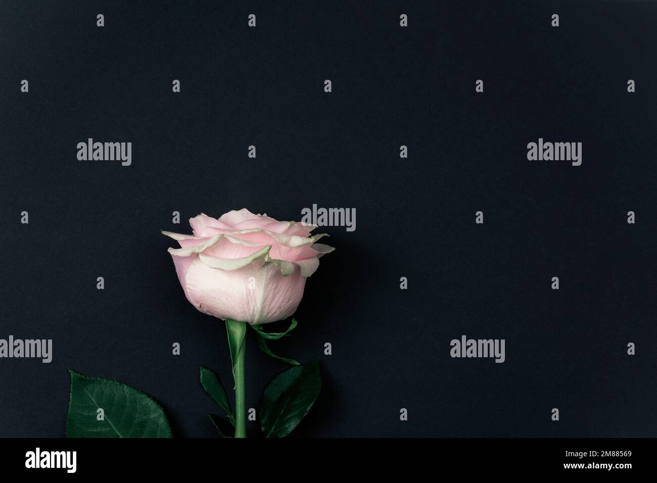 single-pink-rose-wallpaper