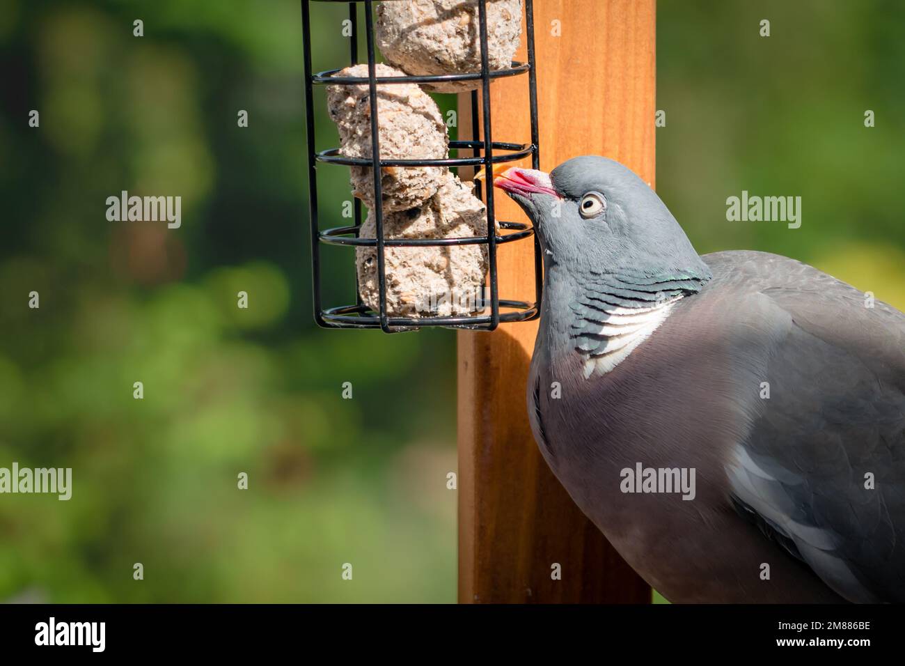 Wood pigeon in domestic garden on bird feeder eating suet fat balls Stock Photo Alamy