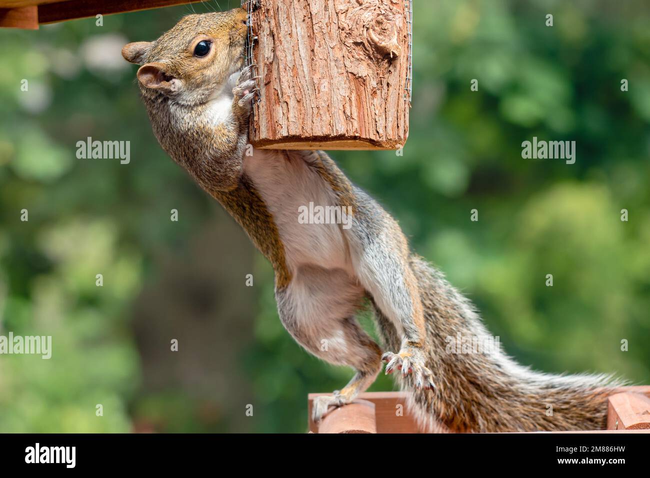 Stealing a bite hi-res stock photography and images - Alamy